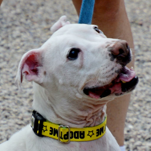 Team Page: Sue's Champions